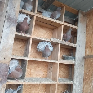 Vand 8 porumbei pava  - imagine 4