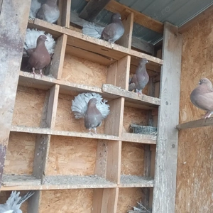 Vand 8 porumbei pava  - imagine 2