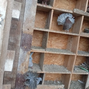 Vand 8 porumbei pava  - imagine 3