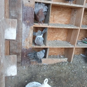 Vand 8 porumbei pava  - imagine 5