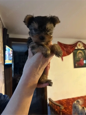 catelusa yorkshire - imagine 2