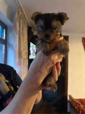 catelusa yorkshire - imagine 3