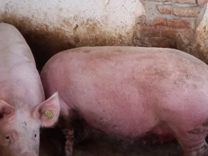 porci mari 200-300kg - imagine 5