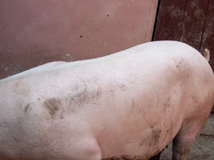 porci mari 200-300kg - imagine 2