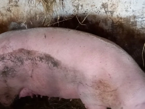 porci mari 200-300kg - imagine 4