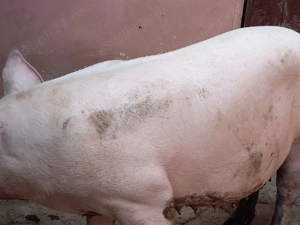 porci mari 200-300kg - imagine 3