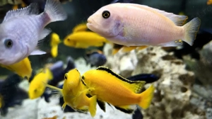 Ciclide Africane 8 Cm