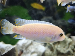 Ciclide Africane 8 Cm - imagine 4