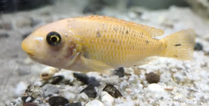 Ciclide Africane 8 Cm - imagine 2