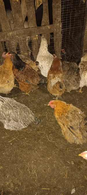 10 gaini de casa si 2 wyandotte gsg - imagine 3