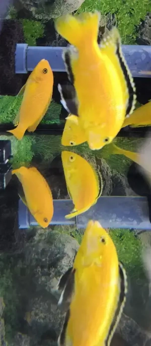 Ciclide Africane 8 Cm - imagine 3