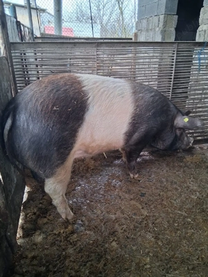 purcica de sacrificat