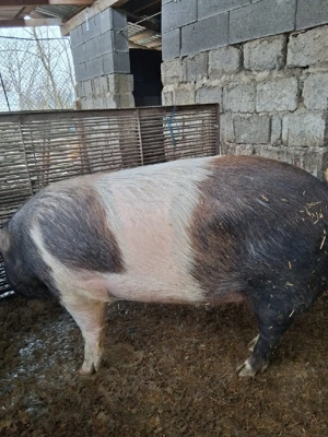 purcica de sacrificat - imagine 2