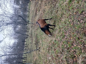 Tap anglonubian 1 an si 8 luni - imagine 4