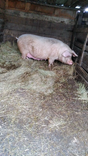 Scroafa de vanzare  - imagine 3