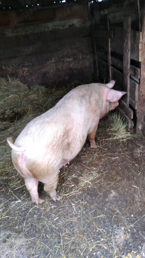 Scroafa de vanzare  - imagine 2