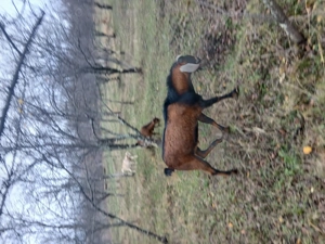 Tap anglonubian 1 an si 8 luni - imagine 2