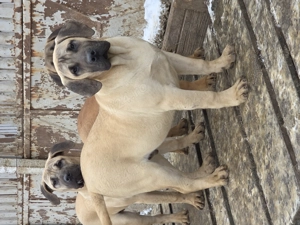 Vand catel presa canario