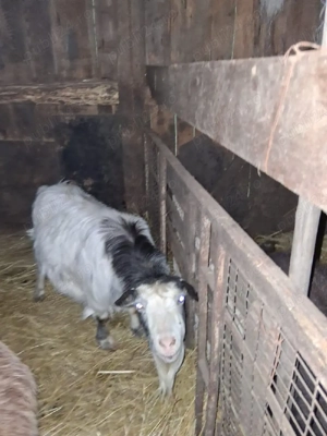 2 capre carpatine gestante - imagine 2