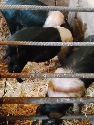 porci bazna soldani - imagine 3