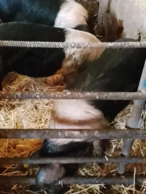 porci bazna soldani - imagine 2