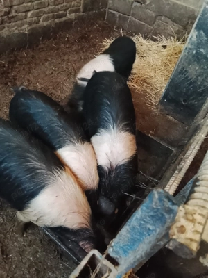 porci bazna soldani - imagine 5