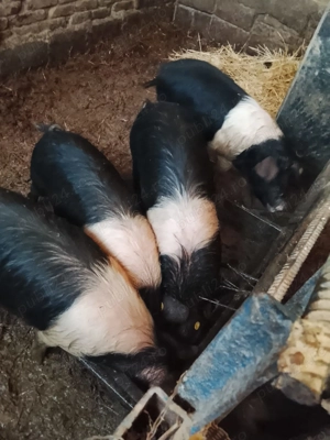 porci bazna soldani - imagine 4