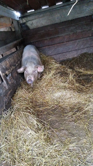 Scroafa de vanzare  - imagine 2