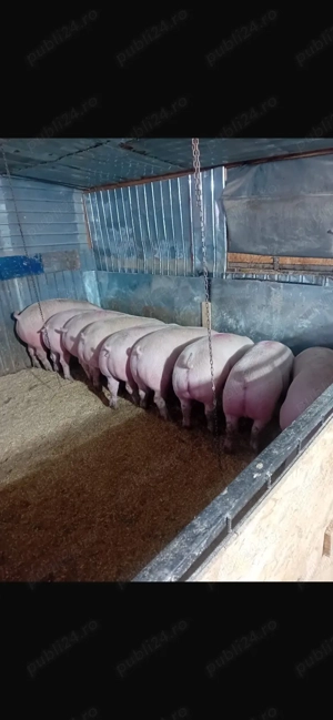 Super marfa !! numai de carne  - imagine 2