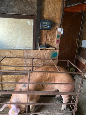 purcei si porci de vanzare  - imagine 2