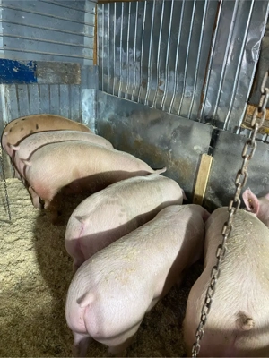 purcei si porci de vanzare  - imagine 3