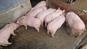 Purcei de vanzare 3luni - imagine 2