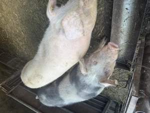 Porci de vanzare - imagine 3