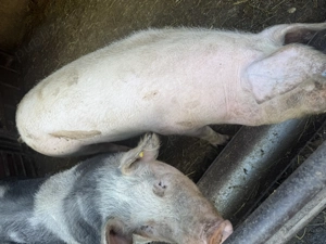 Porci de vanzare - imagine 4