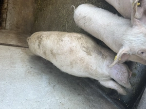 Porci de vanzare - imagine 2