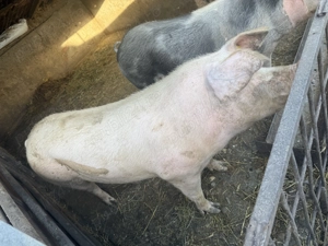 Porci de vanzare