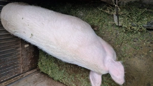 Vand purcea peste 250