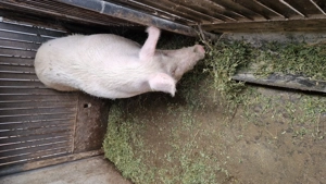 Vand purcea peste 250 - imagine 2