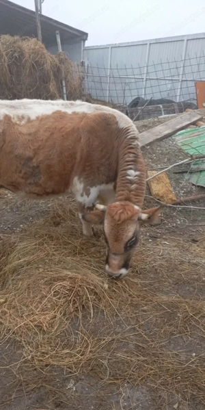 De vînzare mai multe detali la nr   - imagine 2