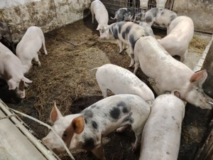 Vând porci - imagine 2