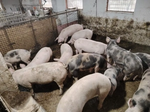 Vând porci - imagine 3