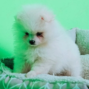 Pomeranian Băiețel cu pedigree 