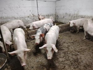 Vând purcei!  - imagine 3