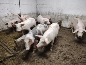 Vând purcei!  - imagine 2