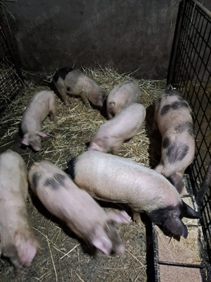 Vând șoldani  - imagine 2