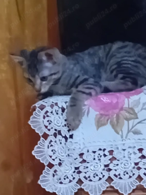 vand motanel siberian de padure  - imagine 3