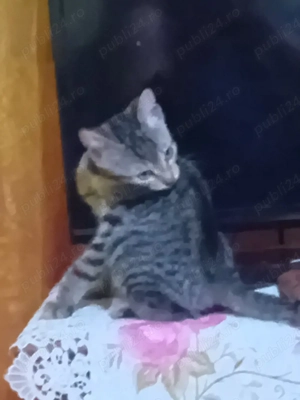 vand motanel siberian de padure  - imagine 5