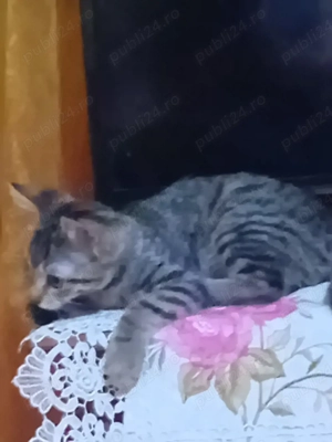 vand motanel siberian de padure  - imagine 4