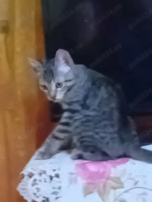 vand motanel siberian de padure  - imagine 2