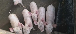 Purcei de vanzare  crescuți bio - imagine 2